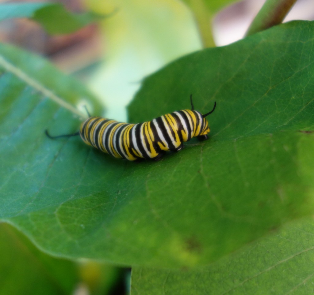 caterpillar